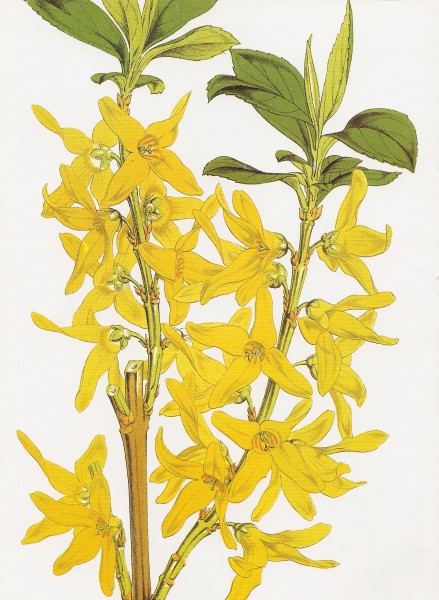 Forsythia viridissima RHS