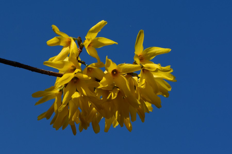 Forsythia x intermedia 01