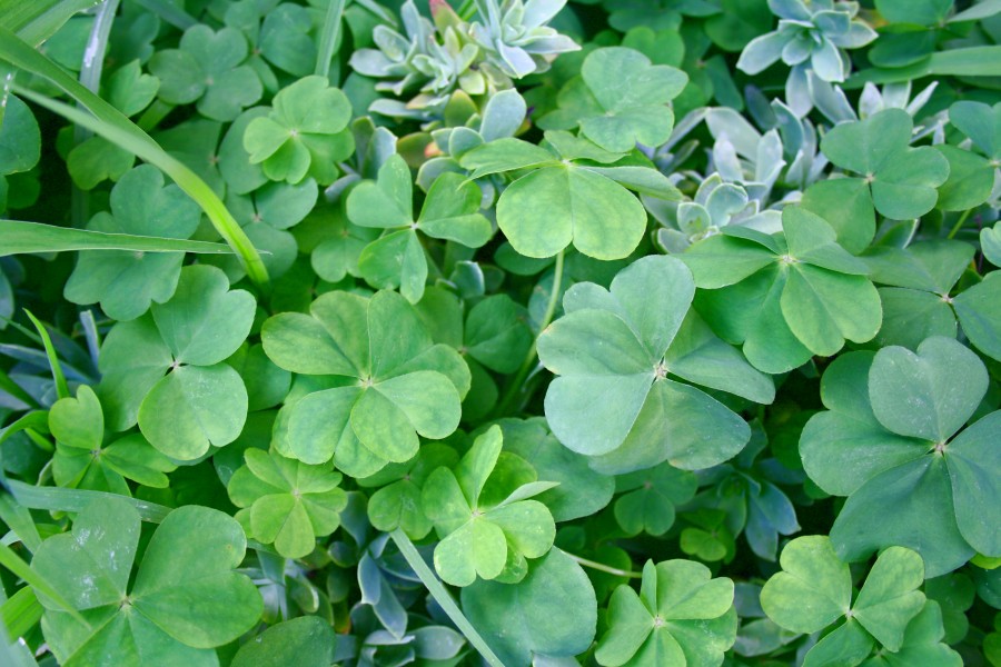 Four-leaf and five-leaf clovers