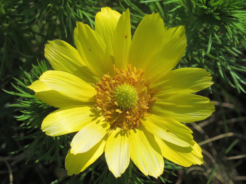 Frühlings-Adonisröschen - Blüte 085 (retuschiert)
