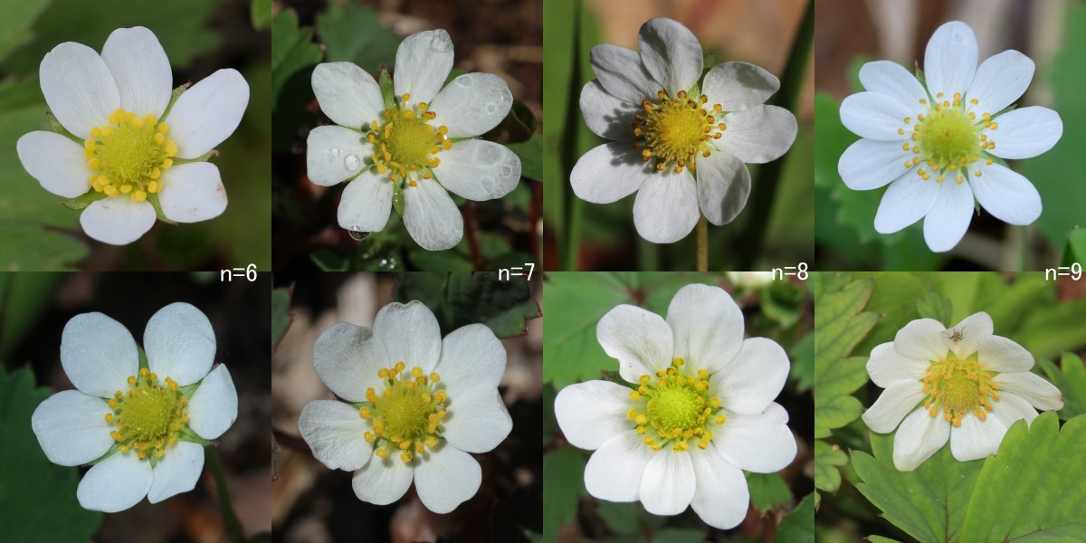 Fragaria iinumae (Montage s5)