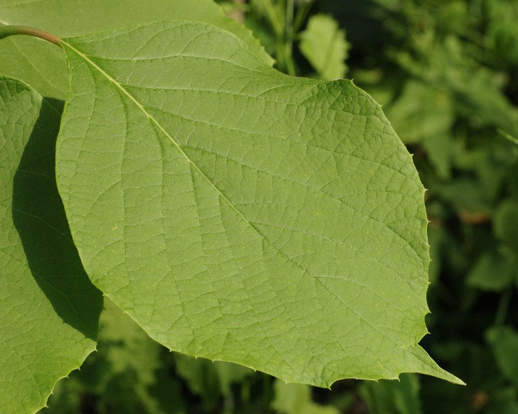 Fragrant Snowbell Styrax obassia Leaf 2500px