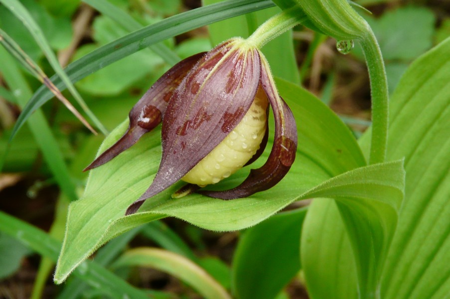 Frauenschuh 001