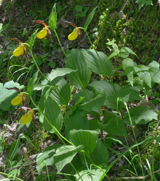 Frauenschuh Cypripedium calceolus Bula Gherdeina