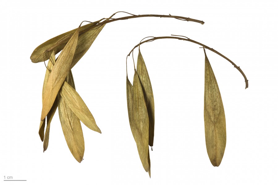 Fraxinus angustifolia MHNT.BOT.2007.40.13