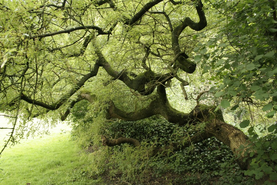 Fraxinus excelsior 'Aurea pendula'