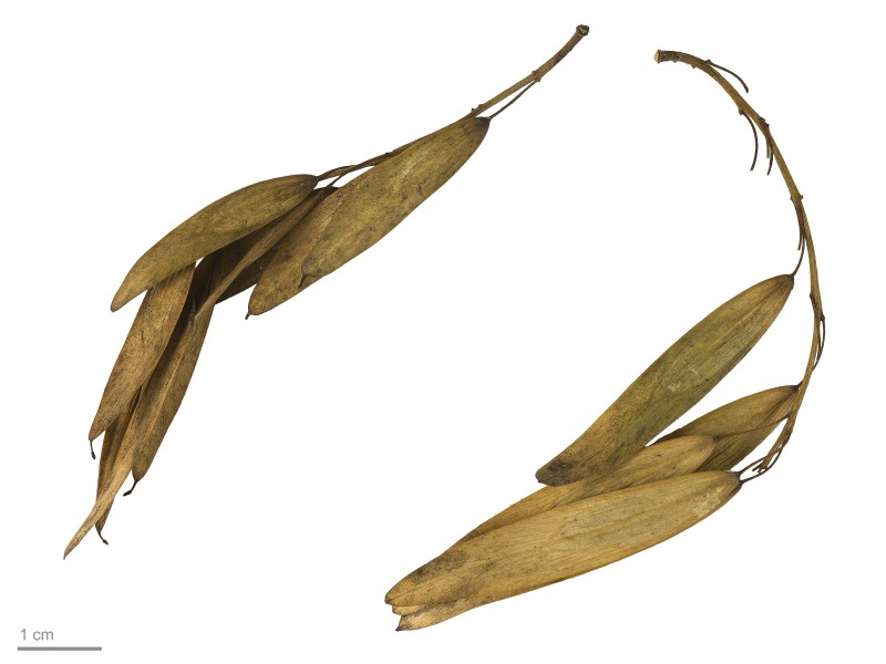 Fraxinus excelsior MHNT.BOT.2007.40.58