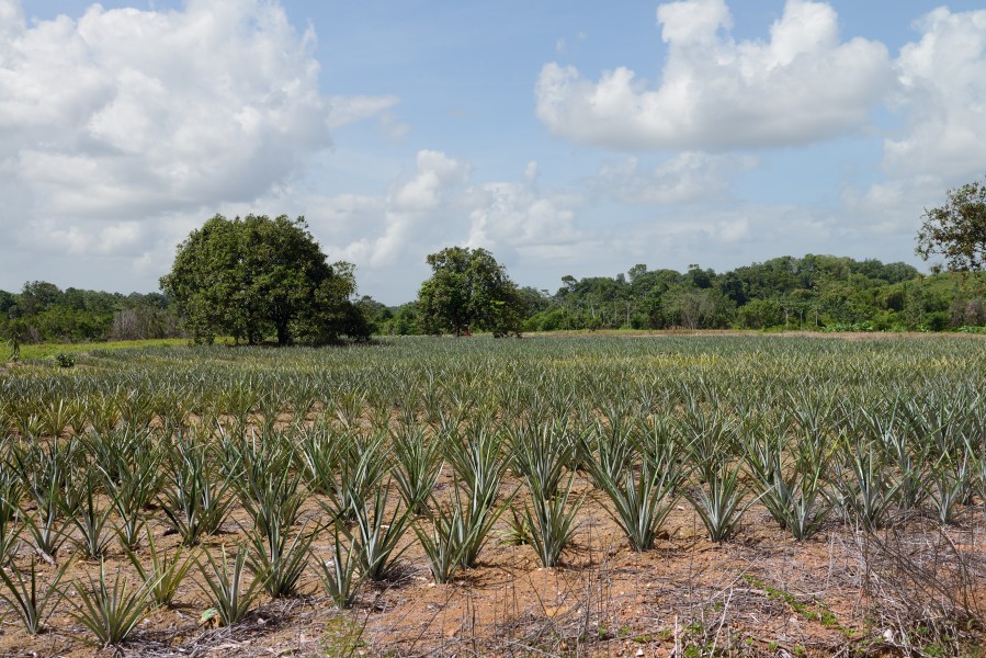 French Guiana Cacao ananas plantation
