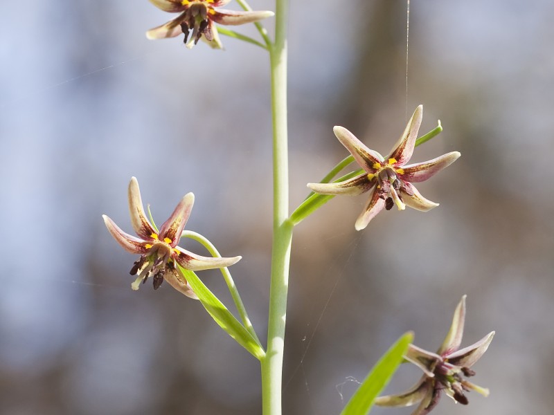 Fritillaria brandegeei (greenhorn fritillary) (5708191159)