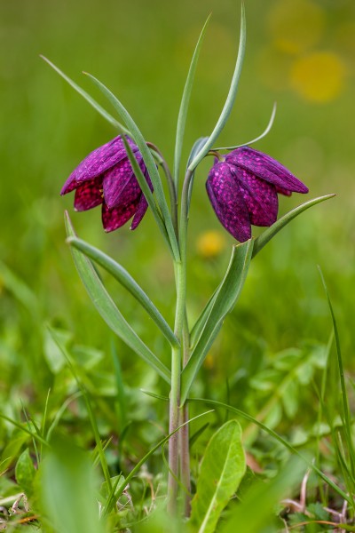 Fritillaria meleagris MichaD