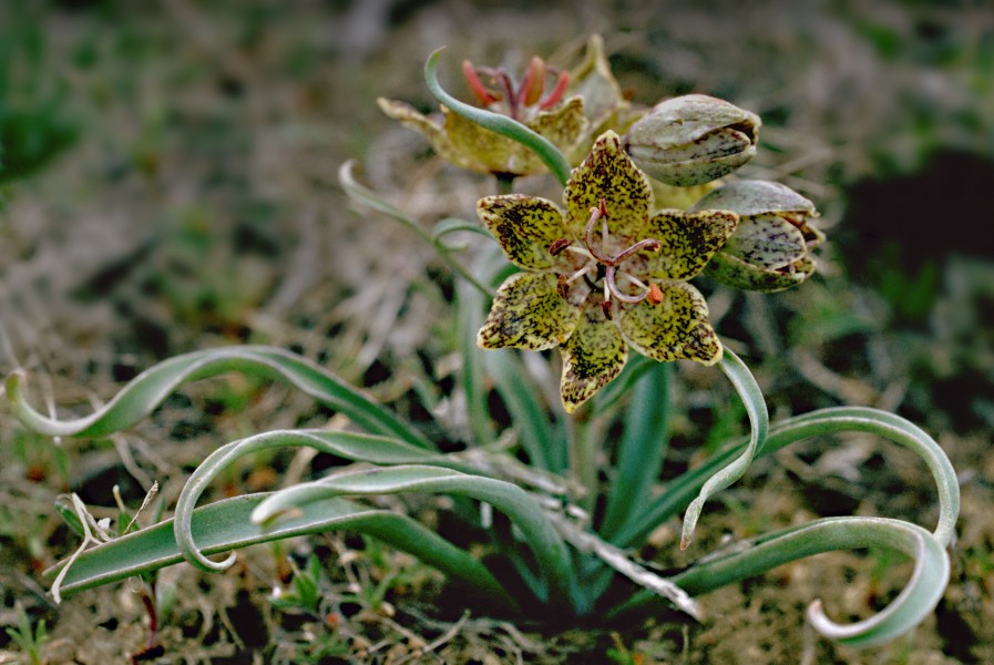 Fritillaria pinetorum (pinewoods fritillary) (31941669953)