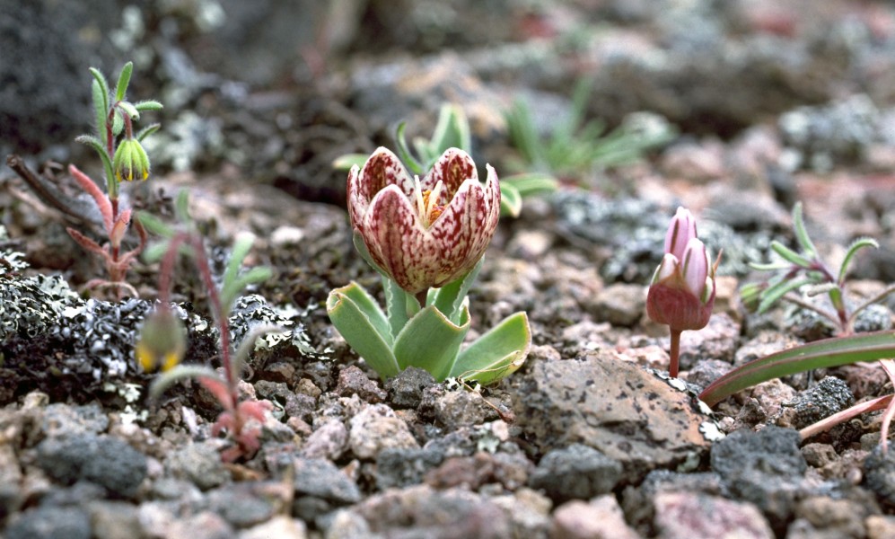 Fritillaria purdyi (Purdy's fritillary) (32375883930)