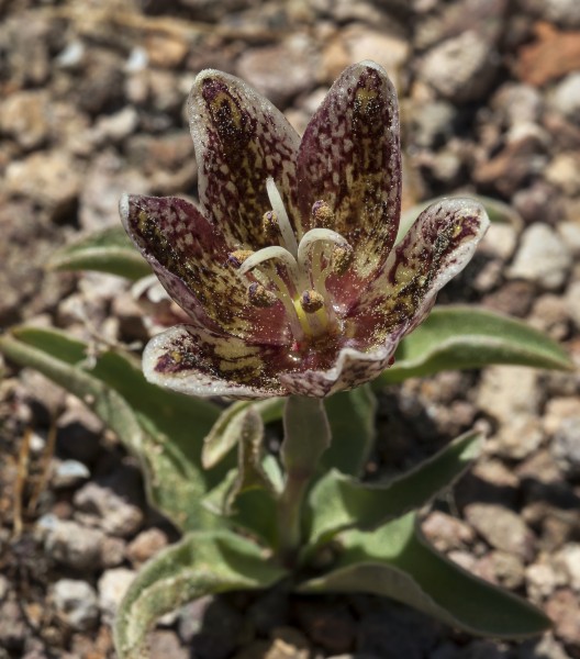 Fritillaria purdyi (Purdy's fritillary) (7124925595)