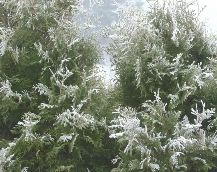 Frost on white cedar in fog 2
