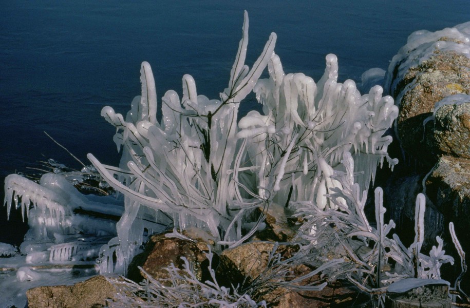 Frozen grass and flowers ice scenic