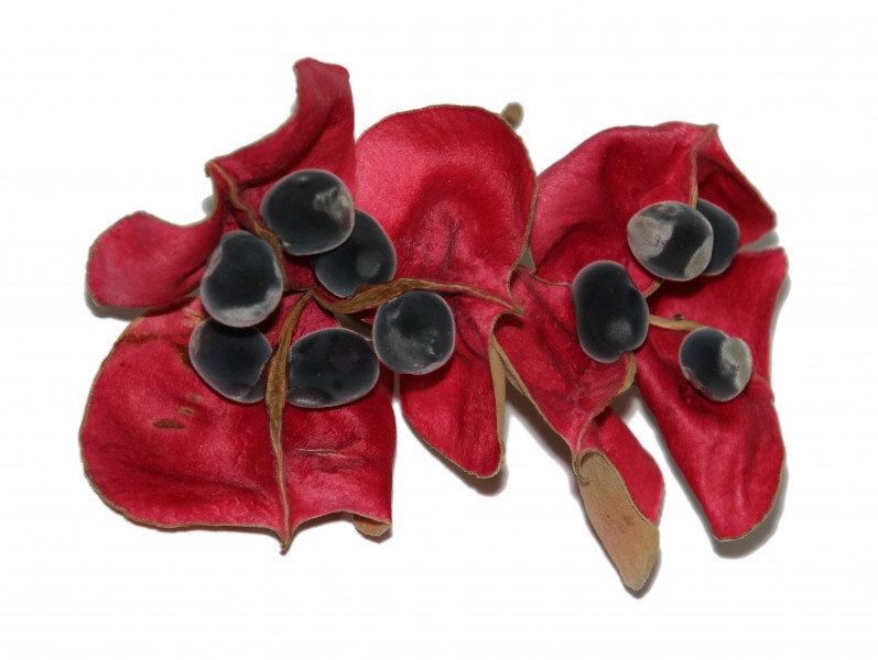 Fruit ans seeds of Majidea zanquebarica