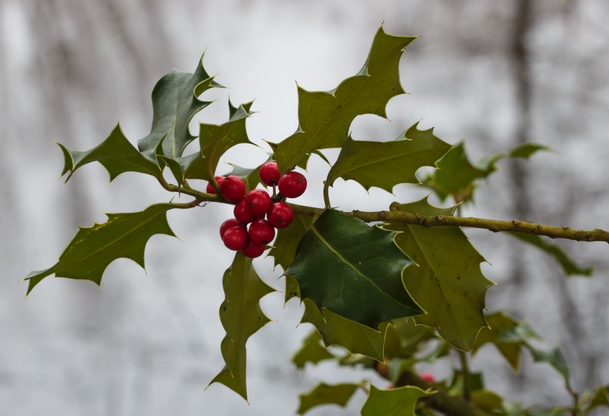 Fruits of holly (Ilex aquifolium). Locatie, Jonkersvallei