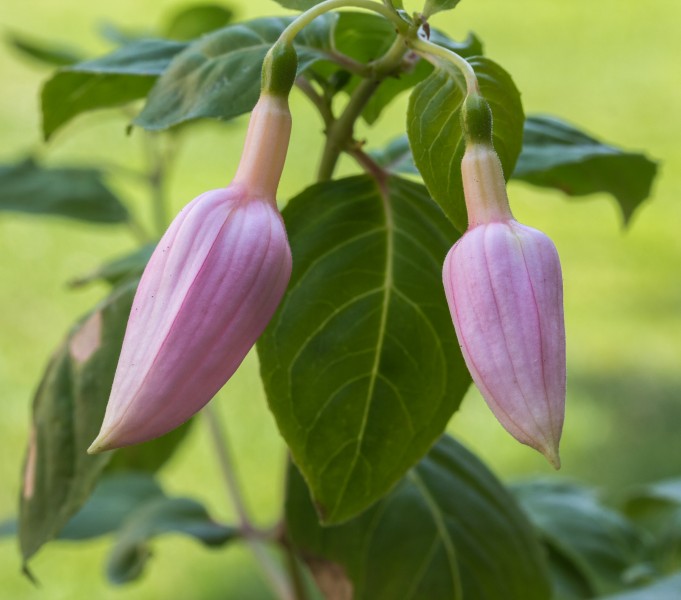 Fuchsia 'Acclamation'. (d.j.b.) 03