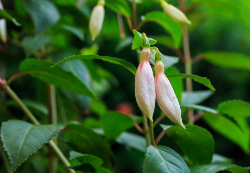 Fuchsia 'Aloys Hetterscheid' 03