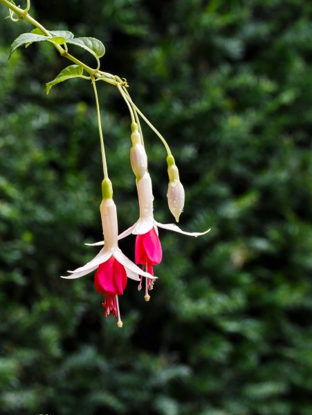 Fuchsia 'Amélie Aubin' 02