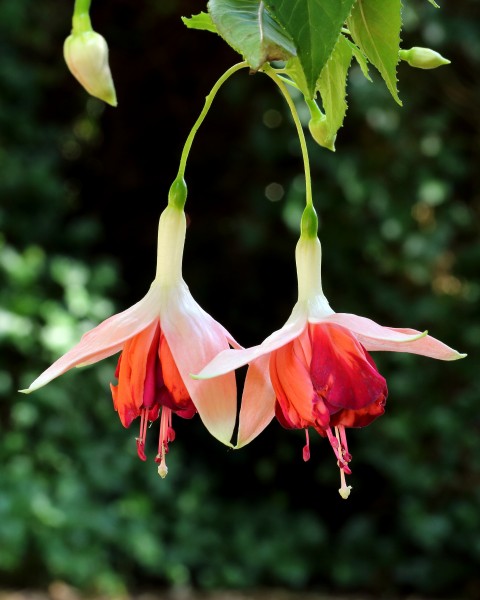 Fuchsia 'Bicentennial' 002