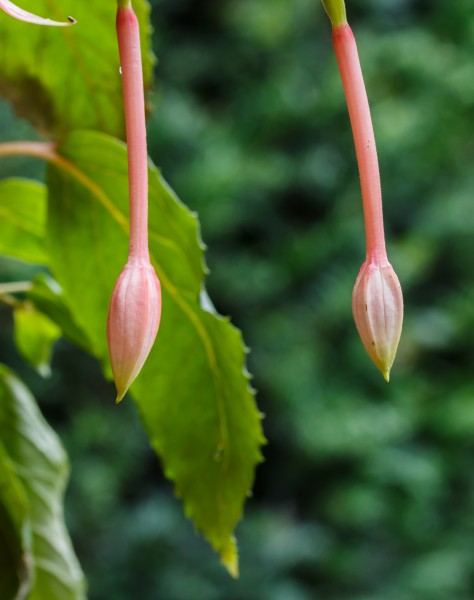 Fuchsia 'Big Slim'. Bloemknoppen 02
