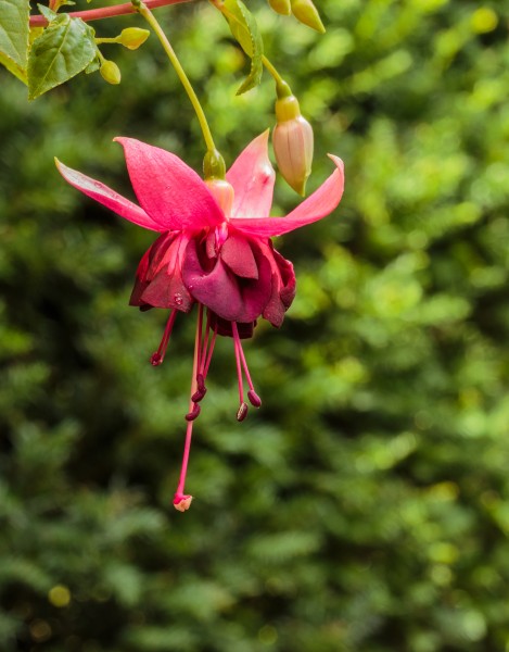 Fuchsia 'Charelke Dop' 02