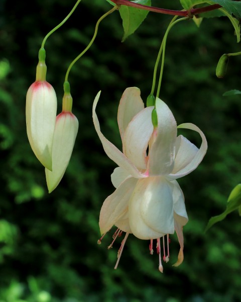 Fuchsia 'Moonglow'