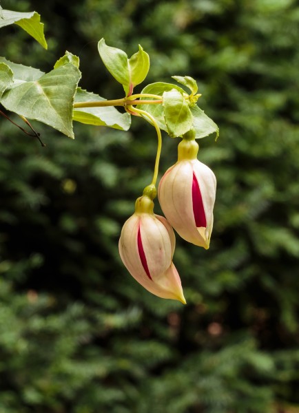 Fuchsia 'Seventh Heaven' 02