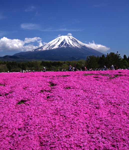 Fuji Shibazakura Festival 2