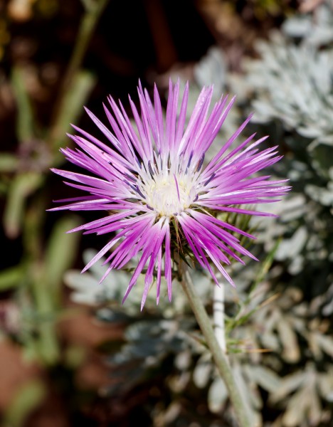 Galactites tomentosa - Tenerife
