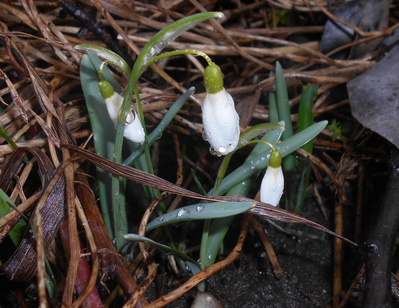 Galanthus nivalis 2016-03-08 6425