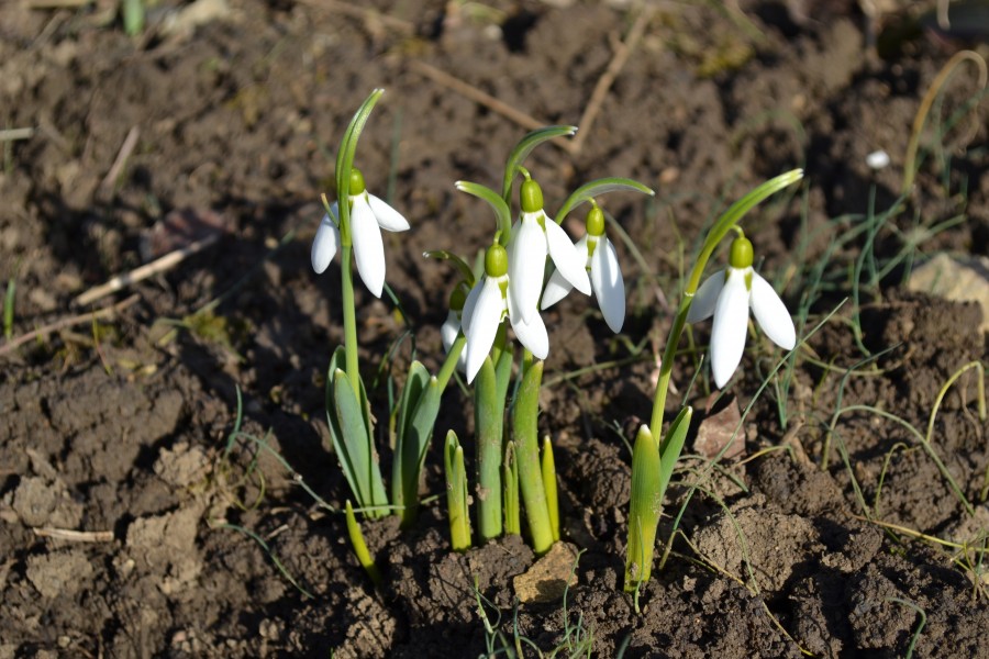 Galanthus nivalis - Snežienky jarné