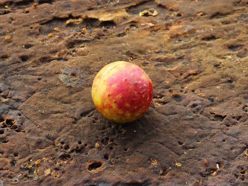 Galappel (Cynips quercusfolii) 01