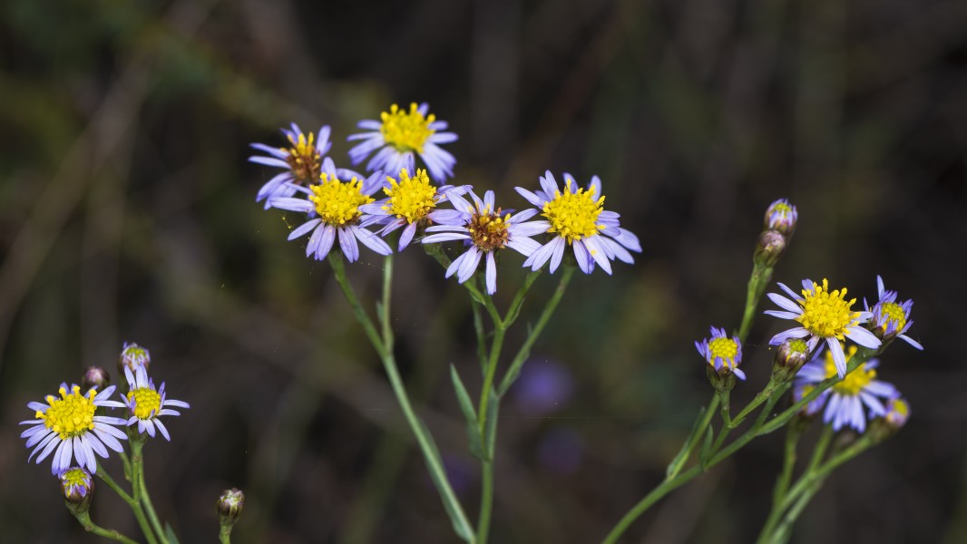 Galatella sedifolia, Vic-la-Gardiole 01