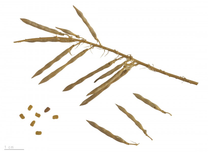 Galega officinalis MHNT.BOT.2007.40.22