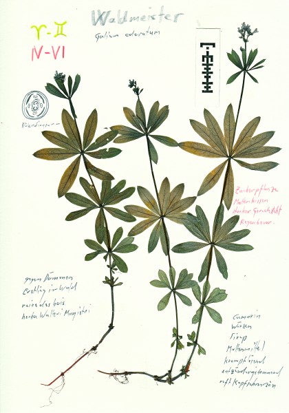 Galium nach fabris