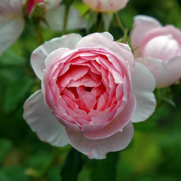 Garden pale pink rose at Goodnestone Park Kent England