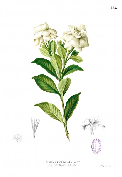 Gardenia jasminoides Blanco1.154