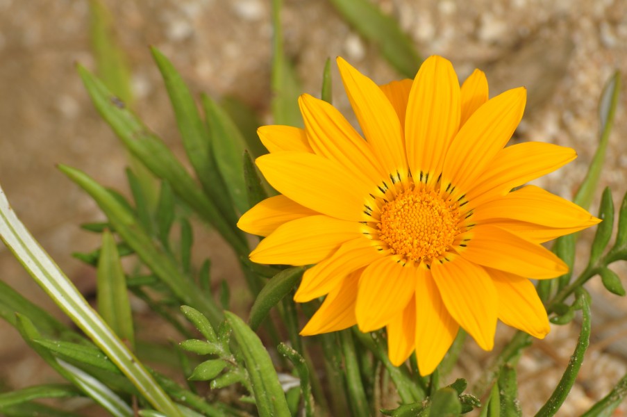 Gazania Hybrida (7183979688)