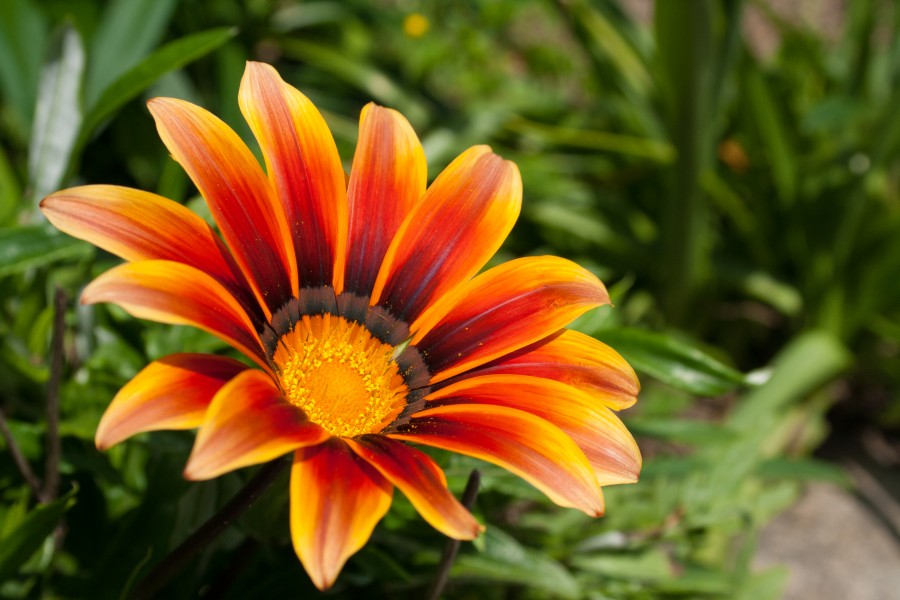 Gazania rigens Fire (17345706088)