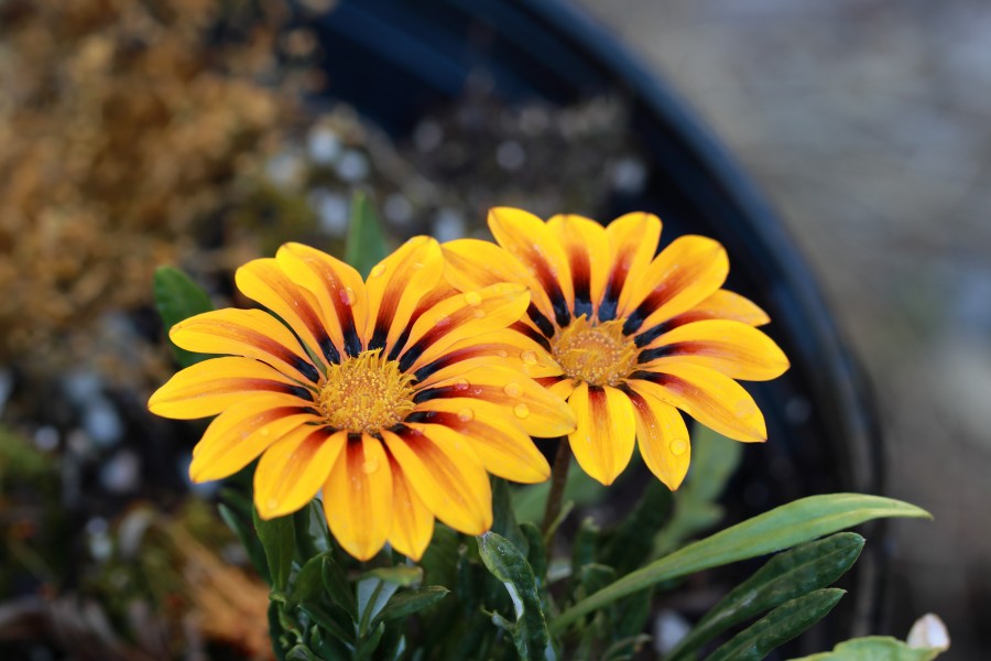 Gazania rigens IMG 1344