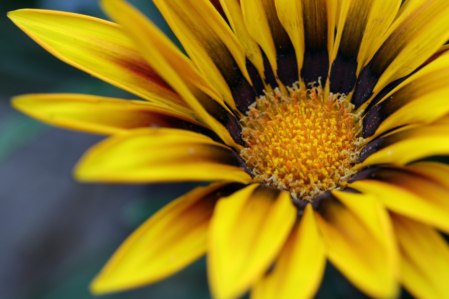 Gazania rigens IMG 8283