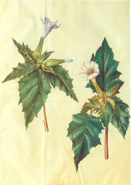 Gc12 Datura