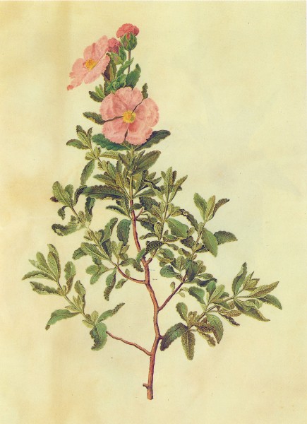 Gc13 cistus albidus