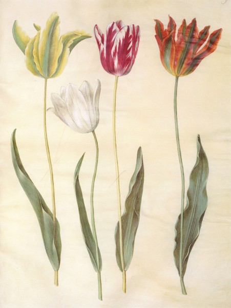 Gc16 tulipa gesneriana