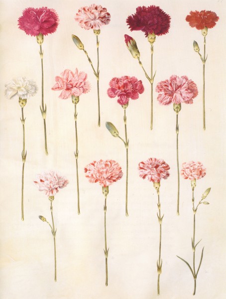 Gc17 dianthus caryophyllus