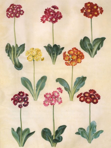Gc18 primula x pubescens