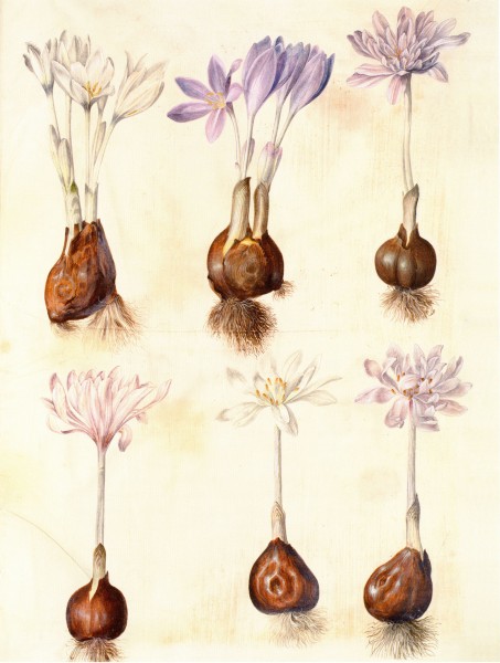 Gc23 colchicum autumnale