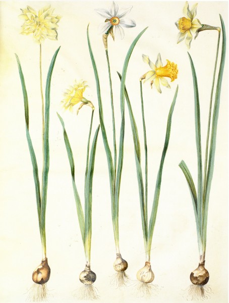 Gc24 narcissus pseudonarcissus and poeticus
